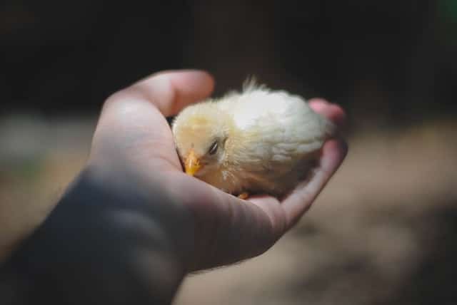 chicken chick sleeping in hand