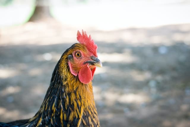 a beautiful chicken posing for a head shot