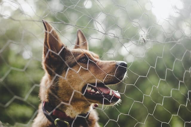 dogs and fences are good chicken deterrents